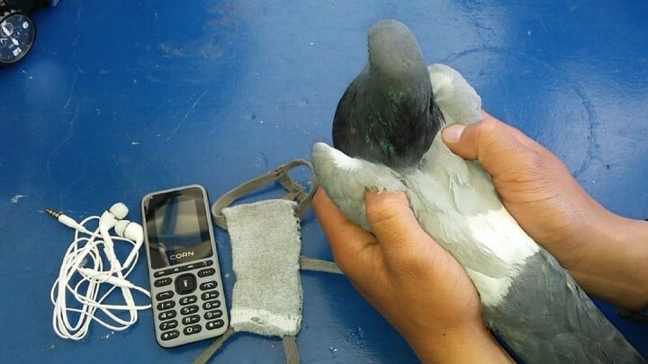 Radio Viva Fenix