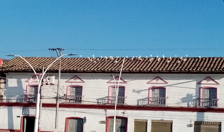 Radio Viva Fenix
