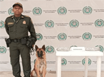 Radio Viva Fenix