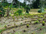 Radio Viva Fenix